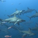 Requins marteaux, tortues géantes et otaries se plaisent dans les eaux du Pacifique oriental, au large de l'archipel équatorien des Galapagos. L'ONG Greenpeace veut en faire la première réserve marine mondiale en haute mer (Photo d'illustration). KEYSTONE/EPA /Fundación Pacífico/FUNDACION PACIFICO HANDOUT